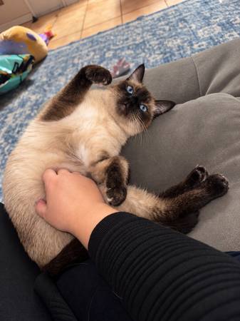 Lost cat
