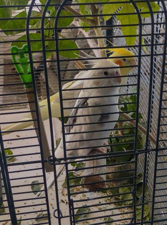 Lost bird
