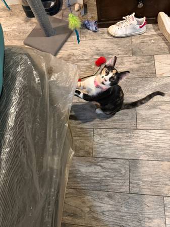 Lost Cat in Lakewood
