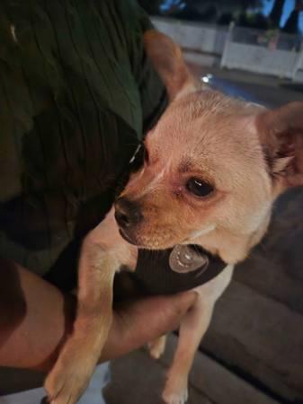 Found dog