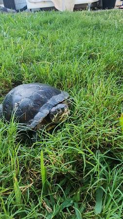 Found turtle