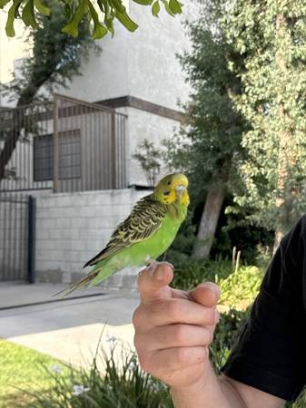 Found bird