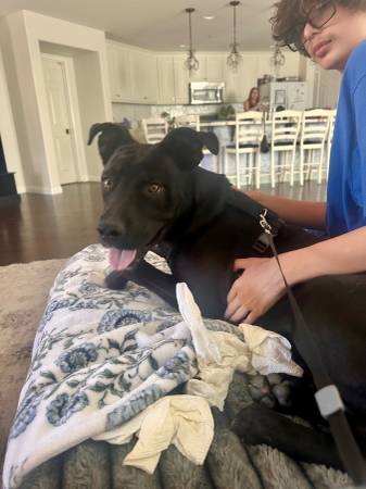 Found dog