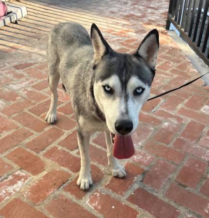 Found dog