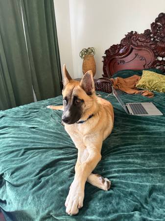 Lost Dog in Alhambra