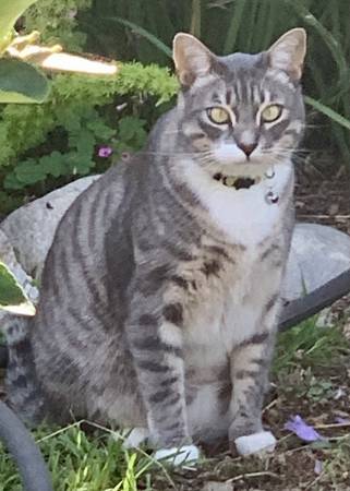 Lost Cat in Redondo Beach