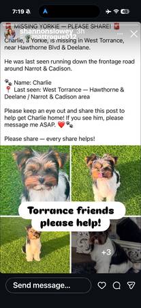 Lost Dog in Torrance