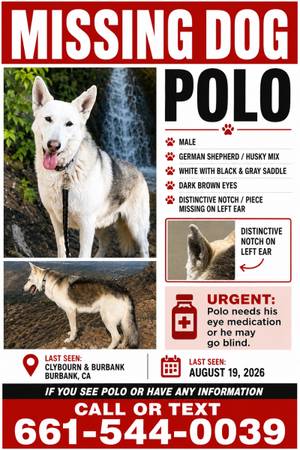 Lost Dog in Burbank