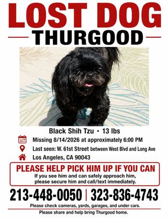 Lost dog