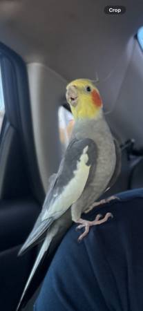 Lost bird
