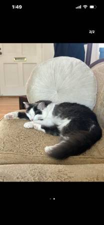 Lost Cat in South Pasadena