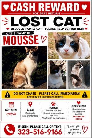 Lost Cat in Montebello