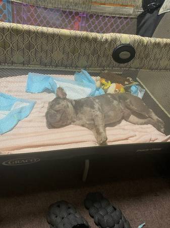 Found dog