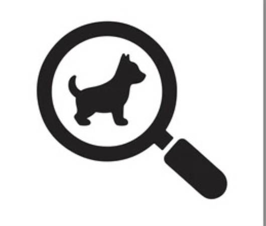 Found dog