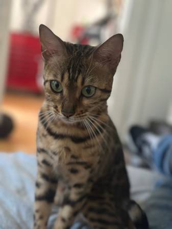 Lost cat
