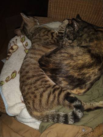 Lost cat