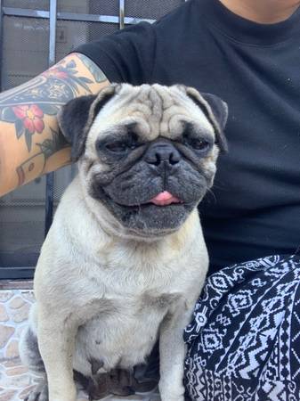 Found dog