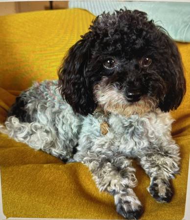 Lost dog