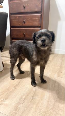 Found dog