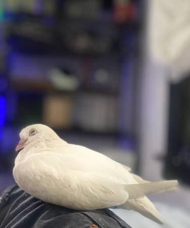 Lost bird
