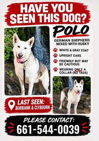 Lost Dog in Burbank