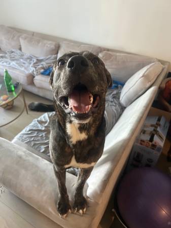 Found dog