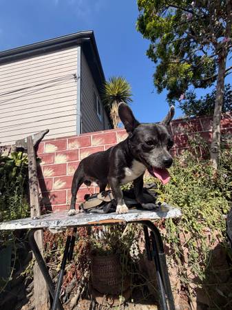 Found dog