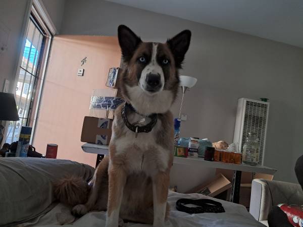 Lost Dog in Carson