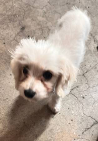 Found dog