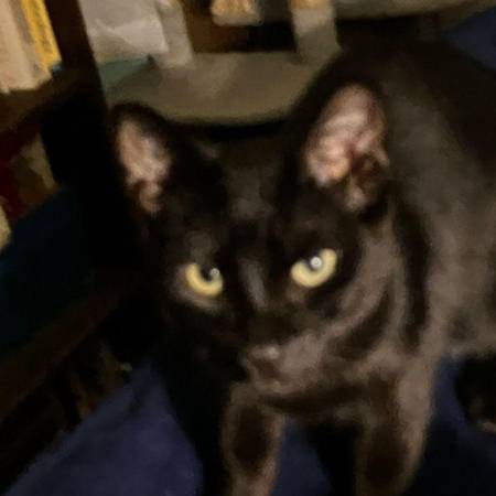 Lost Cat in Venice