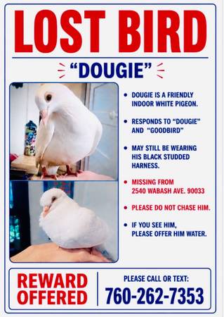 Lost bird