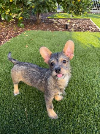 Lost dog