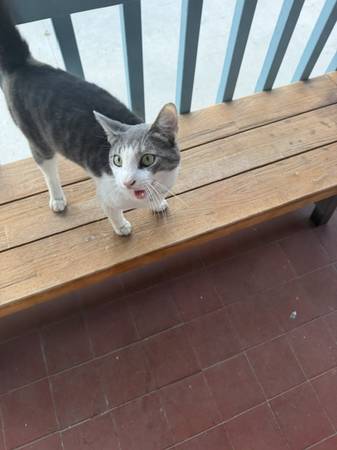 Found cat