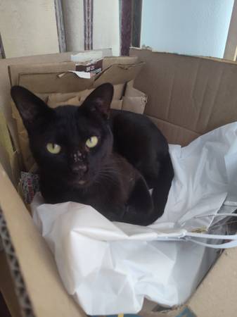 Lost Cat in Granada Hills