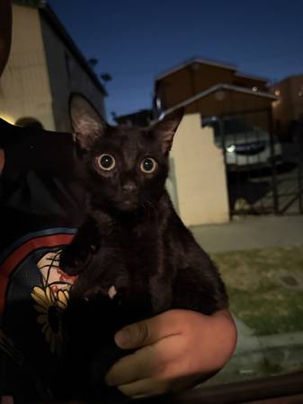 Found cat