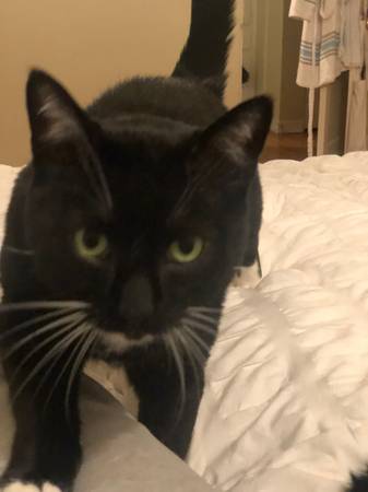 Lost Cat in Franklin & Kenmore
