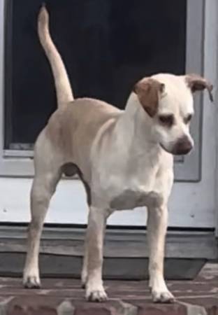 Lost dog
