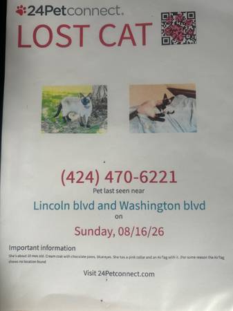 Lost cat