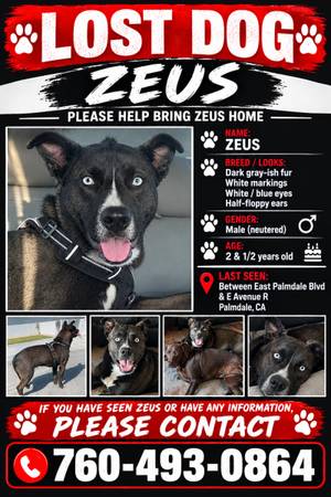 Lost Dog in Palmdale