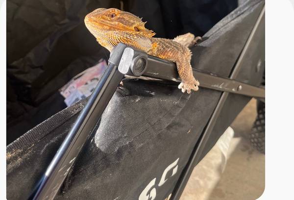 Lost Pet in Belmont Shore