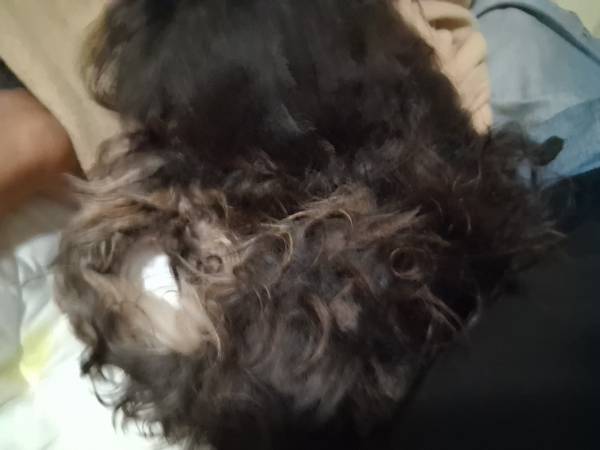 Lost Dog in Los Angeles
