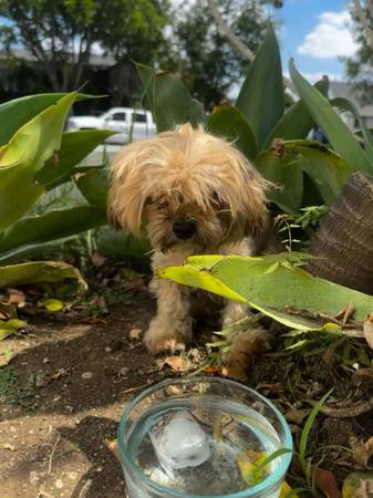 Found Dog in Inglewood