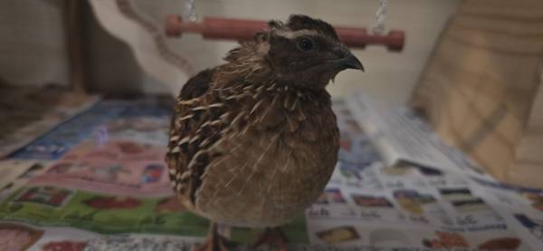 Found bird