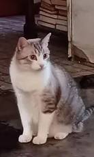 Lost cat