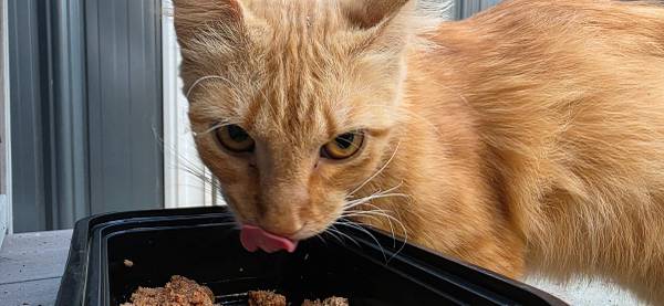 Found Cat in Carson