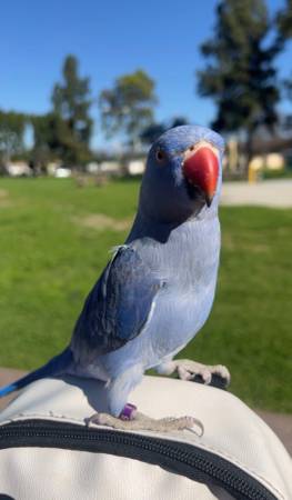 Lost bird