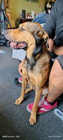 Found dog