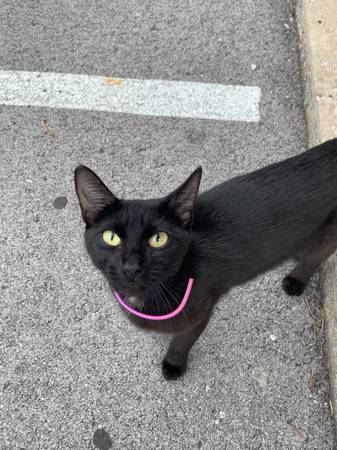 Found cat