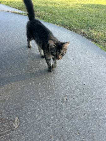 Found Cat in Meadowbrook Golf Course