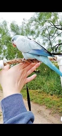 Lost Bird in Lubbock